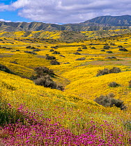 Tickseed (Coreopsis sp.) and Owl clover (Castilleja exserta) carpeting the Carrizo Plain in the foothills of the Temblor Range, Caliente Range foothills. California, USA. March.