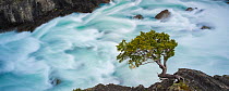 Magellan's beech tree (Nothofagus betuloides) clinging to the cliffs above El Salto Grande, where the glacial waters from Lago Nordenskjold pour into Lago Pehoe, Torres del Paine National Park, C...