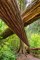 Two fallen Douglas fir trees (Pseudotsuga menziesii) across a forest trail in temperate rainforest, Hoh Rain Forest, Olympic National Park, Washington, USA. June.