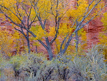 Long Canyon at the confluence with The Gulch, lined with peak colored Cottonwood trees (Populus sp.) and Sage brush (Artemisia sp.) in the foreground, Grand Staircase-Escalante National Monument, Utah...