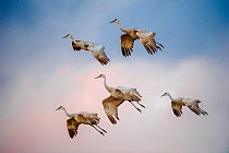 Sandhill cranes (Grus canadensis) flock in flight with legs extended for landing, Bosque del Apache National Wildlife Refuge, New Mexico, USA. November.