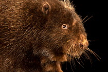 Eurasian beaver (Castor fiber) head portrait, Moscow Zoo. Captive, occurs in Europe.