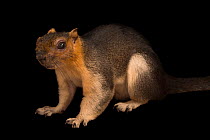Pale giant squirrel (Ratufa affinis) portrait, Omaha Zoo.Captive, occurs in Southeast Asia.