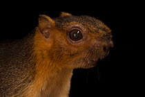 Pale giant squirrel (Ratufa affinis) head portrait, Omaha Zoo.Captive, occurs in Southeast Asia.