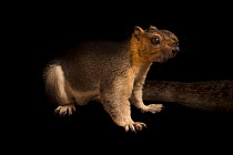 Pale giant squirrel (Ratufa affinis) portrait, Omaha Zoo.Captive, occurs in Southeast Asia.