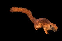 Variable squirrel (Callosciurus finlaysonii cinnamomeus) portrait, Phnom Tamao Wildlife Rescue Center, Cambodia. Captive.