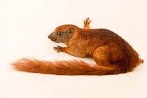 Variable squirrel (Callosciurus finlaysonii cinnamomeus) lying down, portrait, Phnom Tamao Wildlife Rescue Center, Cambodia. Captive.
