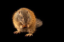 Franklin's ground squirrel (Poliocitellus franklinii) feeding, portrait, Wildlife Rescue Center of Minnesota, USA. Captive.