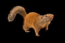 Franklin's ground squirrel (Poliocitellus franklinii) walking, portrait, Wildlife Rescue Center of Minnesota, USA. Captive.