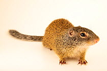Franklin's ground squirrel (Poliocitellus franklinii) portrait, Wildlife Rescue Center of Minnesota, USA. Captive.