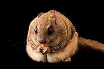 Humboldt's flying squirrel (Glaucomys oregonensis) female, feeding, portrait, Big Bear Alpine Zoo. Captive, occurs in North America.