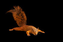 Southern Amazonian red squirrel (Sciurus spadiceus tricolor) outstretched, portrait, Zoologico del Jaguar, Peru. Captive.