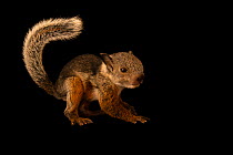 Variegated squirrel (Sciurus variegatoides rigidus) juvenile, portrait, Rescue Center Costa Rica. Captive.