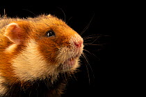 Common hamster (Cricetus cricetus) head portrait, Moscow Zoo. Captive.
