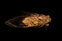 Giant cicada (Quesada gigas) portrait, Urku Center, Peru. Captive.