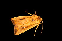 Wainscot moth (Leucania incognita) resting, portrait, from the wild, San Josecito, Costa Rica.