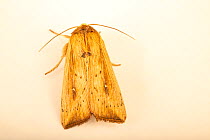 Wainscot moth (Leucania incognita) resting, portrait, from the wild, San Josecito, Costa Rica.