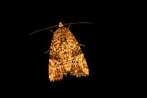 Exesa midget moth (Elaphria trolia) resting, portrait, from the wild, San Josecito, Costa Rica.