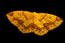 Geometer moth (Periclina apricaria) portrait, from the wild, San Josecito, Costa Rica.