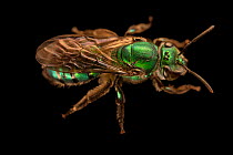 Green sweat bee (Halictidae sp.) portrait, Toucan Rescue Ranch, Costa Rica. Captive.