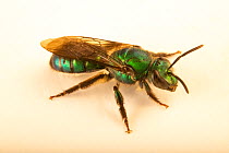 Green sweat bee (Halictidae sp.) portrait, Toucan Rescue Ranch, Costa Rica. Captive.
