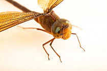 Twilight darner dragonfly (Gynacantha nervosa) female, head portrait, Centro de Rescate Amazonico, Peru. Captive.