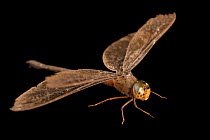 Twilight darner dragonfly (Gynacantha nervosa) female, portrait, Centro de Rescate Amazonico, Peru. Captive.