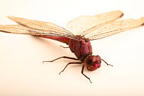 Carmine skimmer dragonfly (Orthemis discolor) male, portrait, Centro de Rescate Amazonico, Peru. Captive.