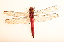 Carmine skimmer dragonfly (Orthemis discolor) male, portrait, Centro de Rescate Amazonico, Peru. Captive.