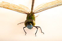 Blue-faced dragonfly (Coryphaeschna adnexa) portrait, Centro de Rescate Amazonico, Peru. Captive.