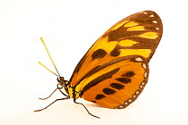 Isabella's longwing butterfly (Eueides isabella) resting, portrait, Urku Center, Peru. Captive.