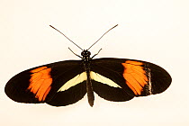 Red postman butterfly (Heliconius erato) portrait, Urku Center, Peru. Captive.