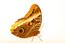 Gold-edged owl-butterfly (Caligo uranus) resting, portrait, from the wild, Tapir Valley, Costa Rica.