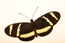 Hewitson's longwing (Heliconius hewitsoni) portrait, Selvatura Park, Costa Rica. Captive.