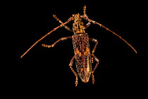 Longhorn beetle (Eurysthea cribripennis) portrait, from the wild, San Josecito, Costa Rica.