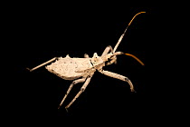 White assassin bug (Harpactor angulosus) nymph, portrait, Urku Center, Peru. Captive.