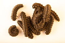 Group of Pergid sawfly larvae (Perreyia sp.) portrait, Toucan Rescue Ranch, Costa Rica. Captive.