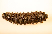 Pergid sawfly larva (Perreyia sp.) portrait, Toucan Rescue Ranch, Costa Rica. Captive.