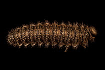 Pergid sawfly larva (Perreyia sp.) portrait, Toucan Rescue Ranch, Costa Rica. Captive.
