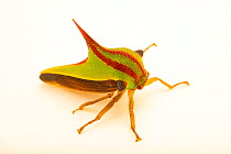 Treehopper (Umbonia ataliba) portrait, from the wild, La Libia, Costa Rica.