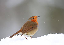 European robin (Erithacus rubecula) standing in snow, Bishopswood, Somerset, UK. February. Cropped.