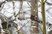 Fieldfare (Turdus pilaris) with puffed up feathers, perched in tree in snow, Bishopswood, Somerset, UK. February. Cropped.