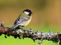 Great tit (Parus major) perched on lichen covered branch, Bishopswood, Somerset, UK. April. Cropped.