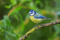 Blue tit (Cyanistes caeruleus) perched on lichen covered twig, Bishopswood, Somerset, UK. September. Cropped.
