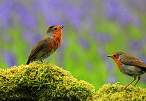 Robins (Erithacus rubecula ) pair perched on mossy log performing courtship display, with Bluebells (Hyacinthoides non-scripta) in background, Bishopswood, Somerset, UK. May. Cropped.