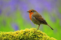 Robin (Erithacus rubecula) perched on mossy log with Bluebells (Hyacinthoides non-scripta) in background, Bishopswood, Somerset, UK. May. Cropped.