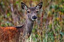 Red deer (Cervus elaphus) female, standing in long grass, Glen Etive, Scotland, UK. October.
