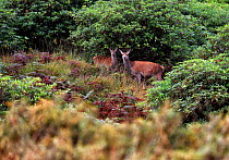 Red deer (Cervus elaphus) female with fawn standing in upland scrub, Glen Etive, Scotland, UK. October. Cropped.