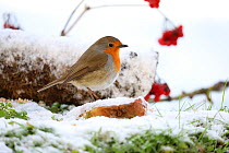 Robin (Erithacus rubecula) perched on fallen apple in snow, Bishopswood, Somerset, UK. January.