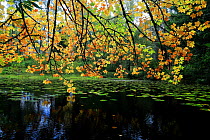Maple tree (Acer sp.) with autumnal foliage overhanging pond, Glencoe Lochan, Glencoe, Scotland, UK October.